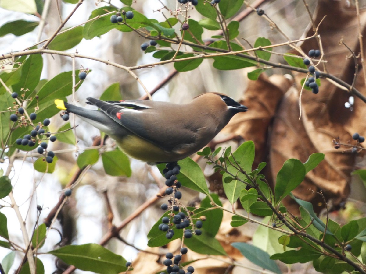 Cedar Waxwing - Paul King