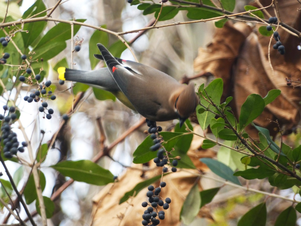 Cedar Waxwing - Paul King