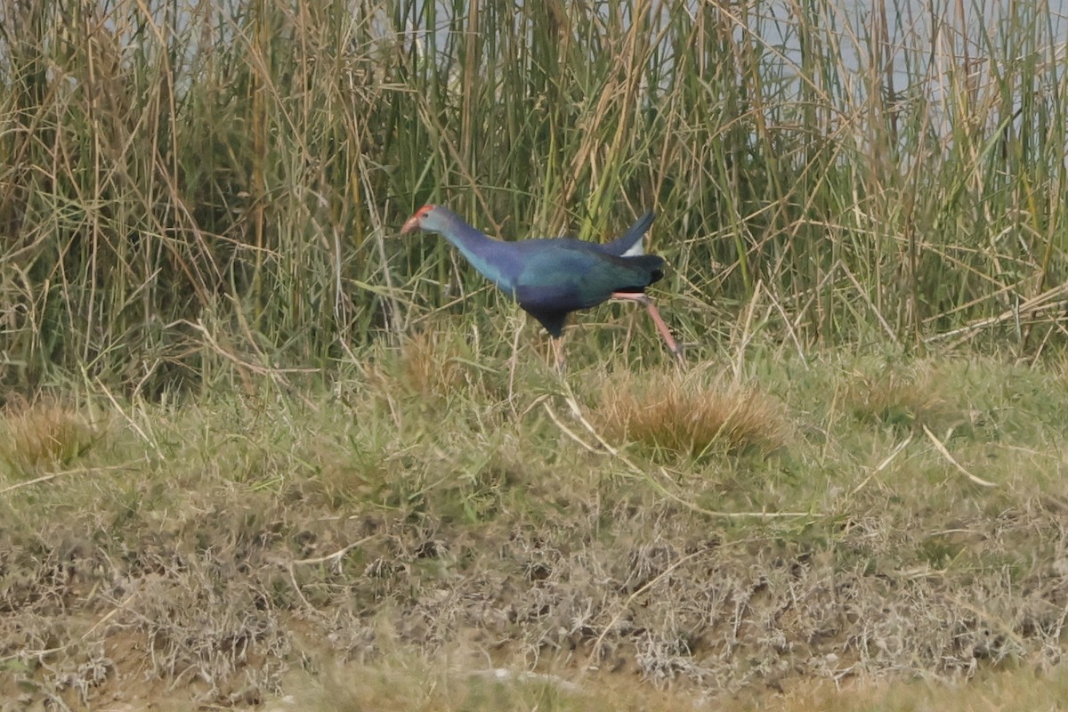 Gray-headed Swamphen - Sriram Reddy