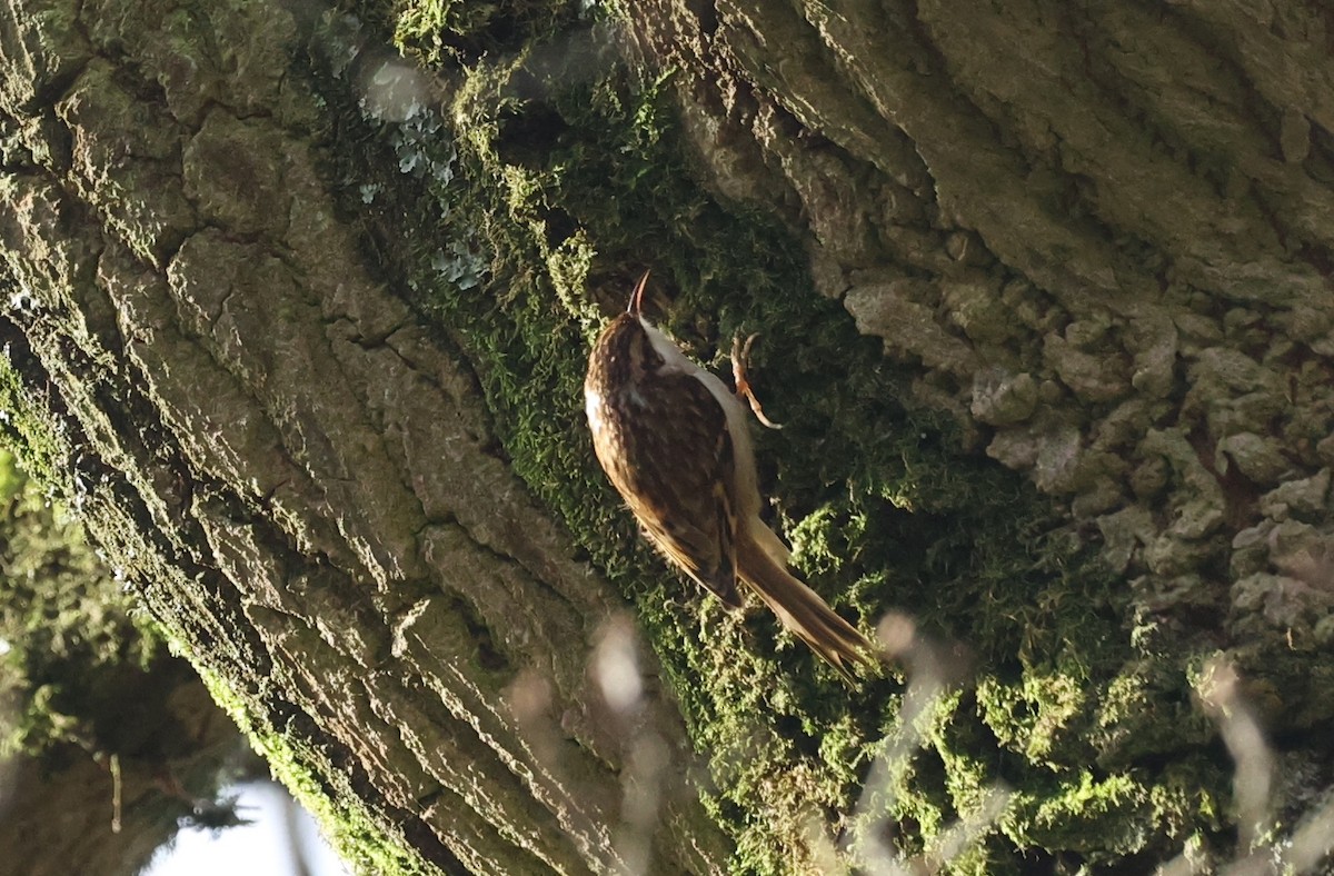 Eurasian Treecreeper - ML613948238