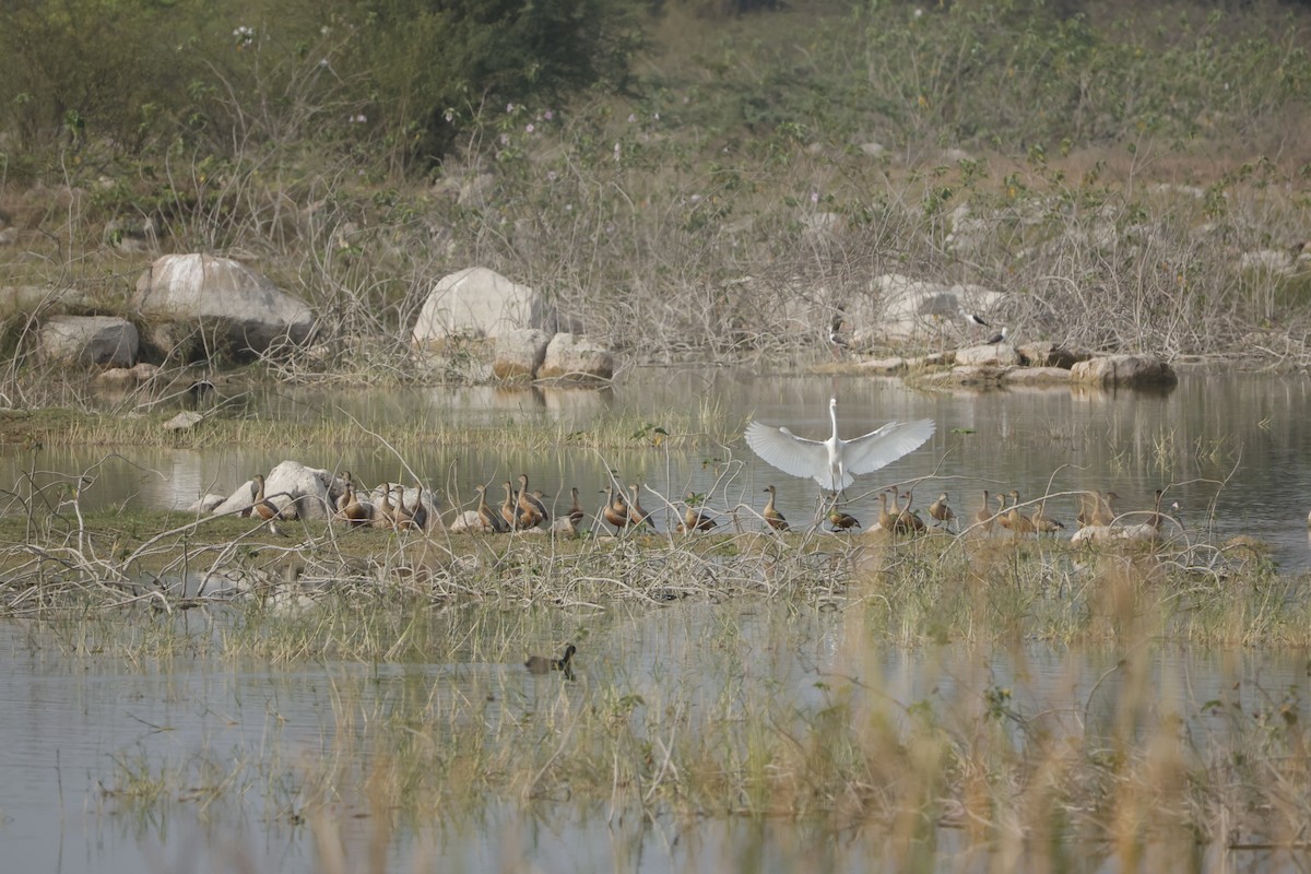 Dendrocygne siffleur - ML613948241