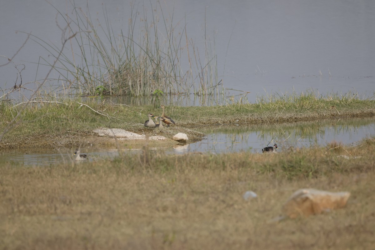 Indian Spot-billed Duck - Sriram Reddy