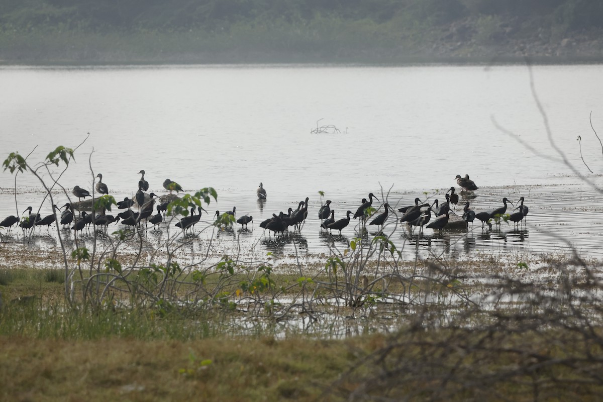 Glossy Ibis - ML613948275