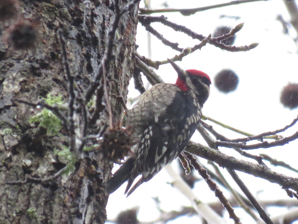 Red-naped Sapsucker - Josh Snead