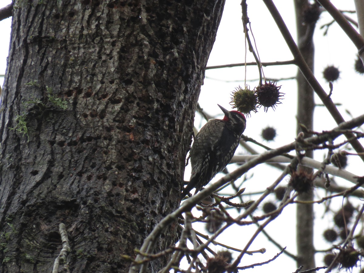 Red-naped Sapsucker - ML613948287