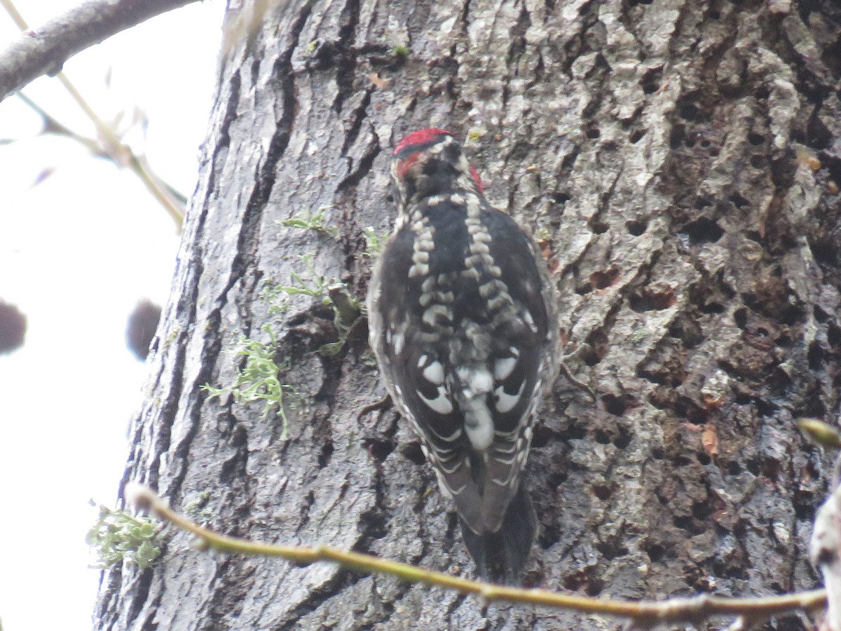 Red-naped Sapsucker - ML613948288