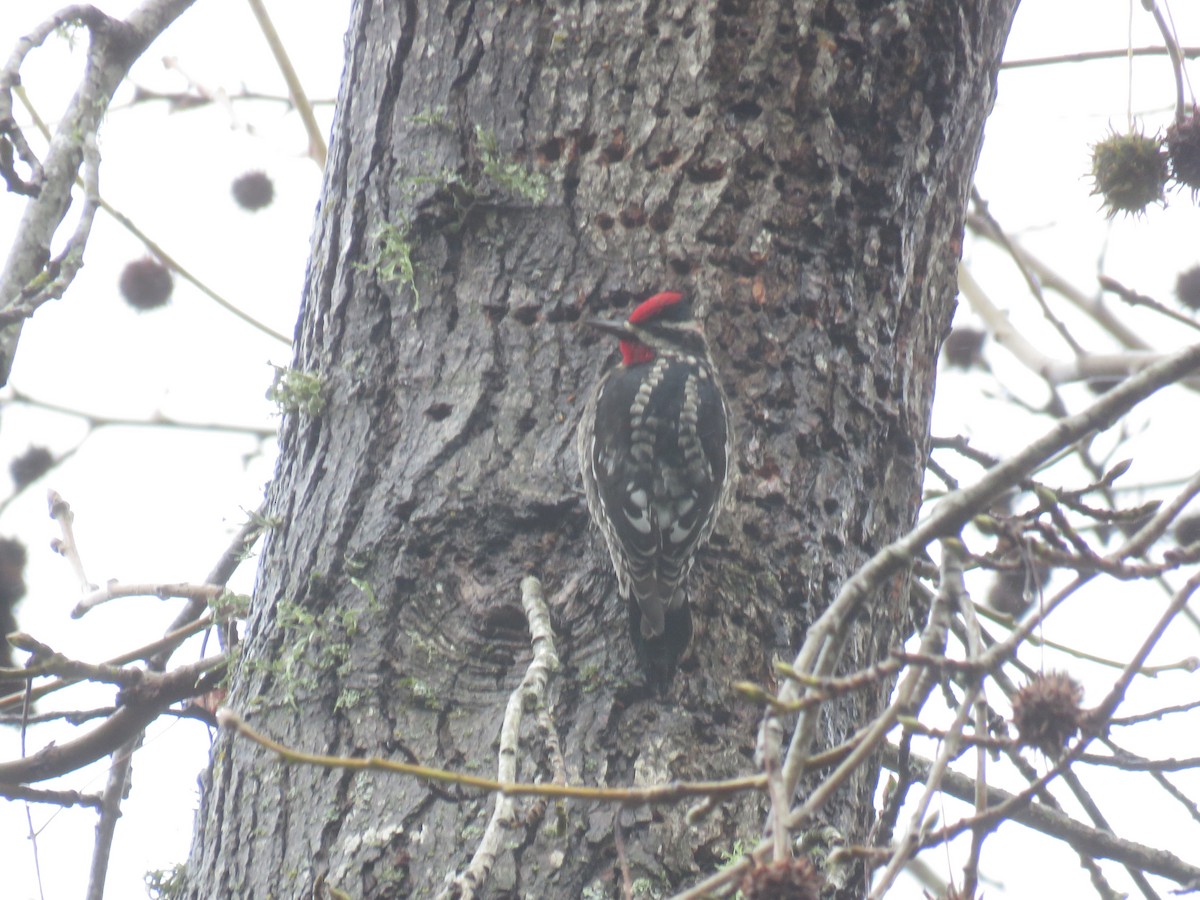 Red-naped Sapsucker - ML613948290