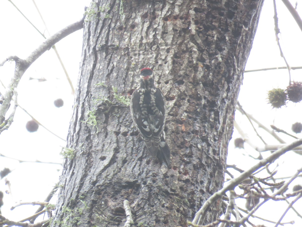 Red-naped Sapsucker - ML613948292