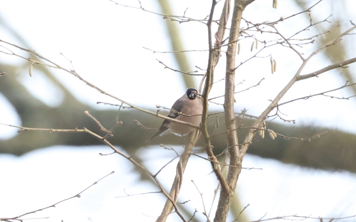 Eurasian Bullfinch - ML613948307