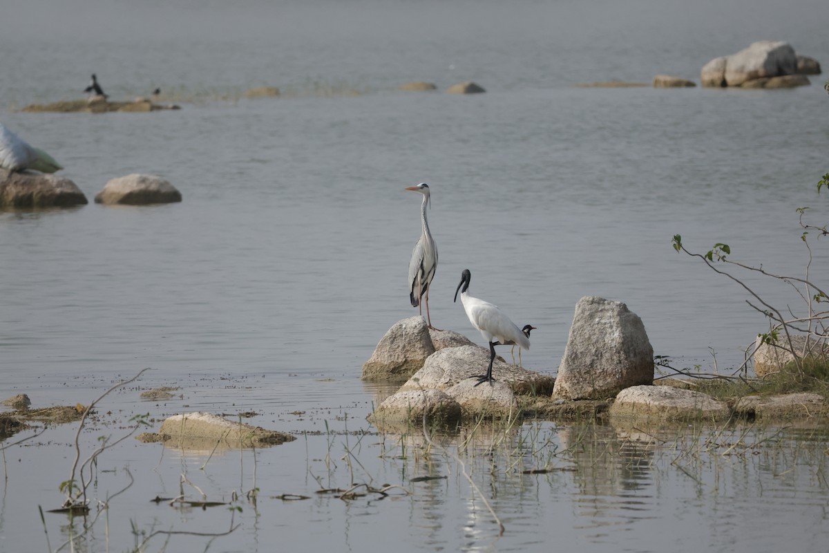 Gray Heron - Sriram Reddy