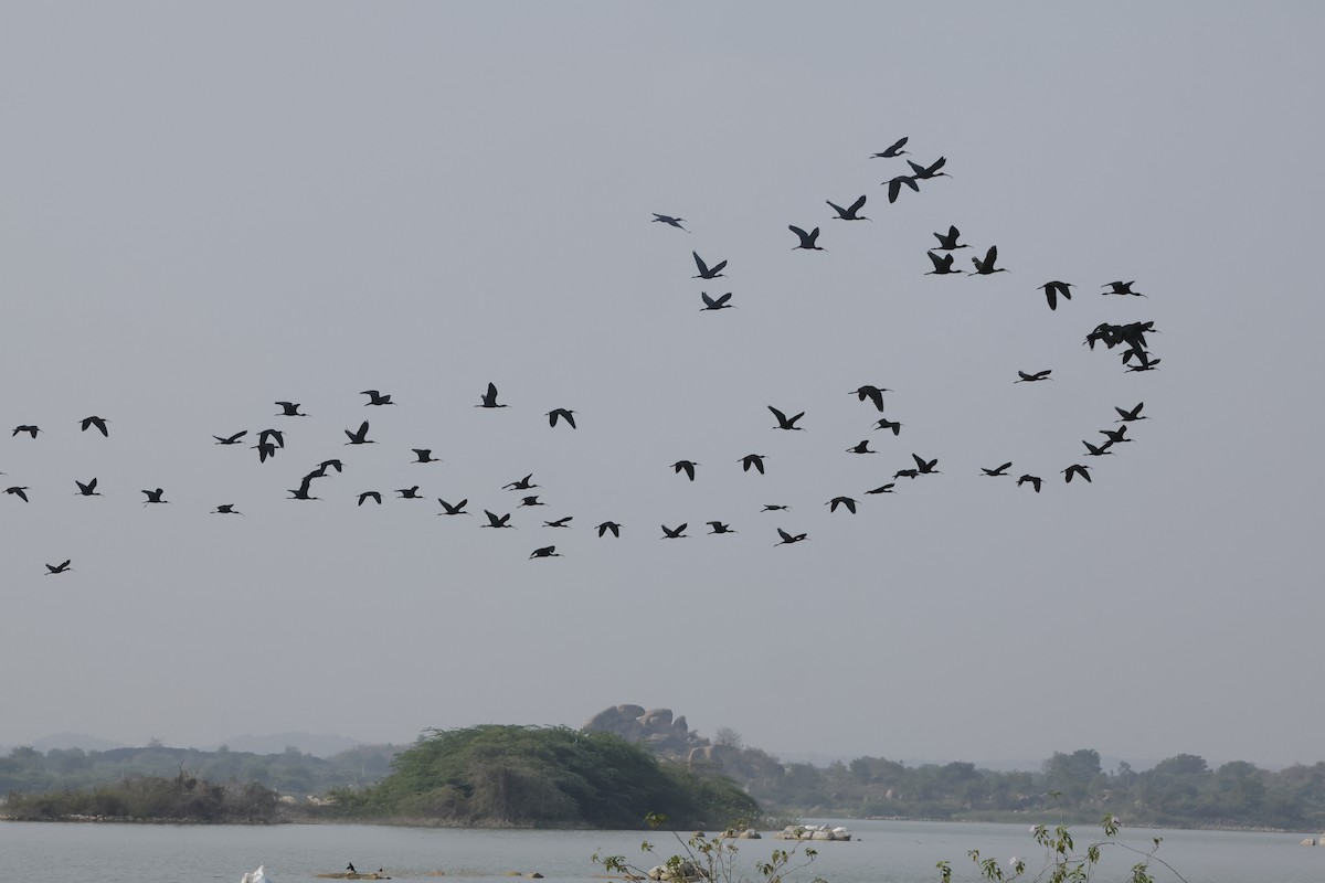 Glossy Ibis - Sriram Reddy