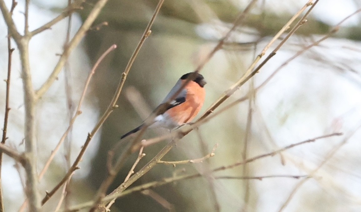 Eurasian Bullfinch - ML613948320