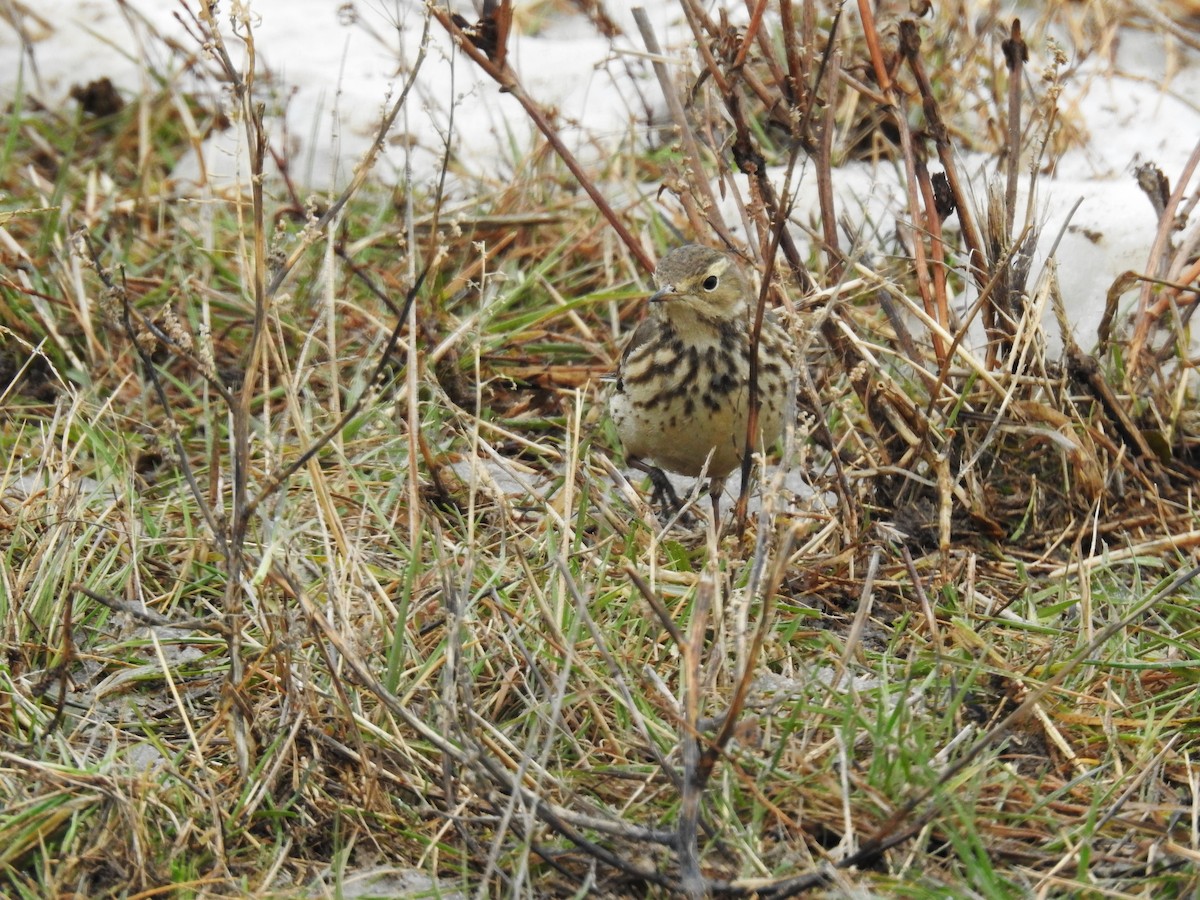 American Pipit - ML613948359