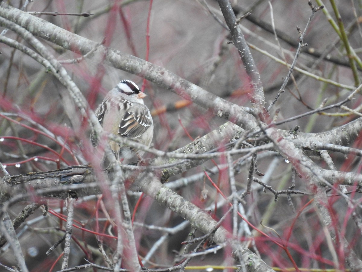 White-crowned Sparrow - ML613948363