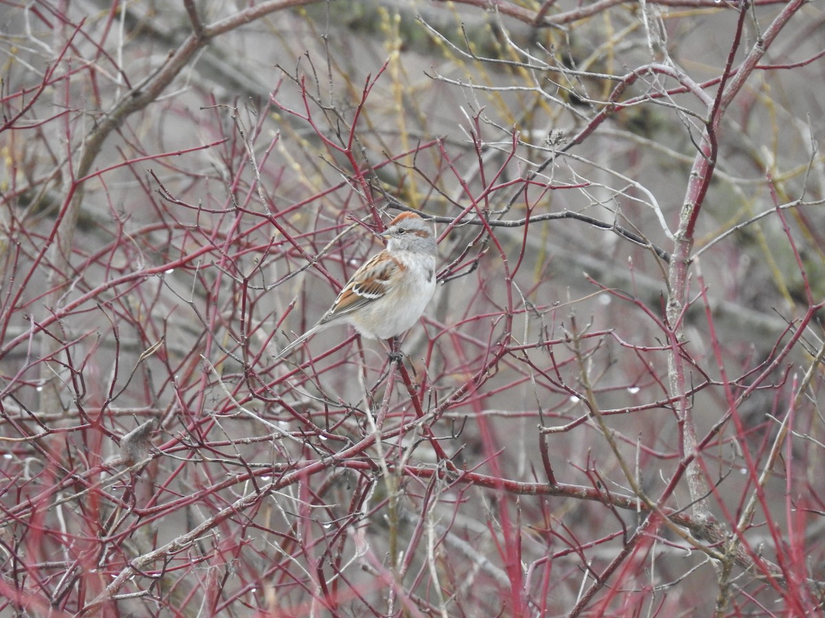 American Tree Sparrow - ML613948372
