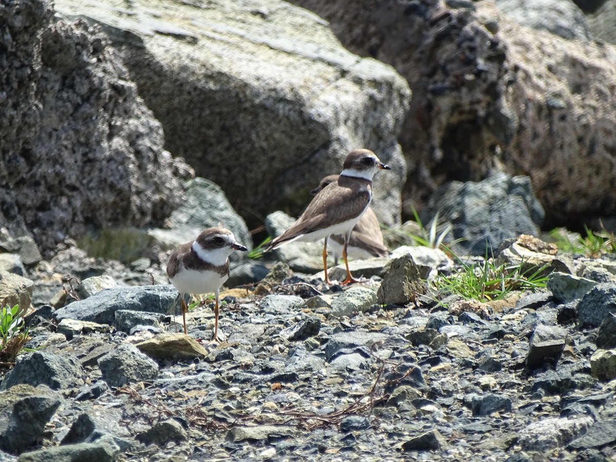 Semipalmated Plover - ML613948430