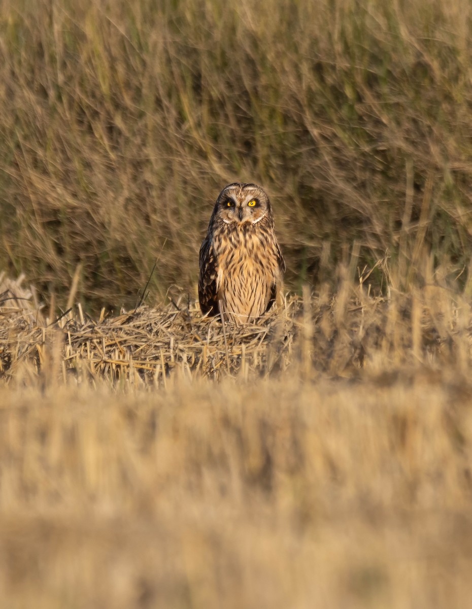 Short-eared Owl - ML613948441