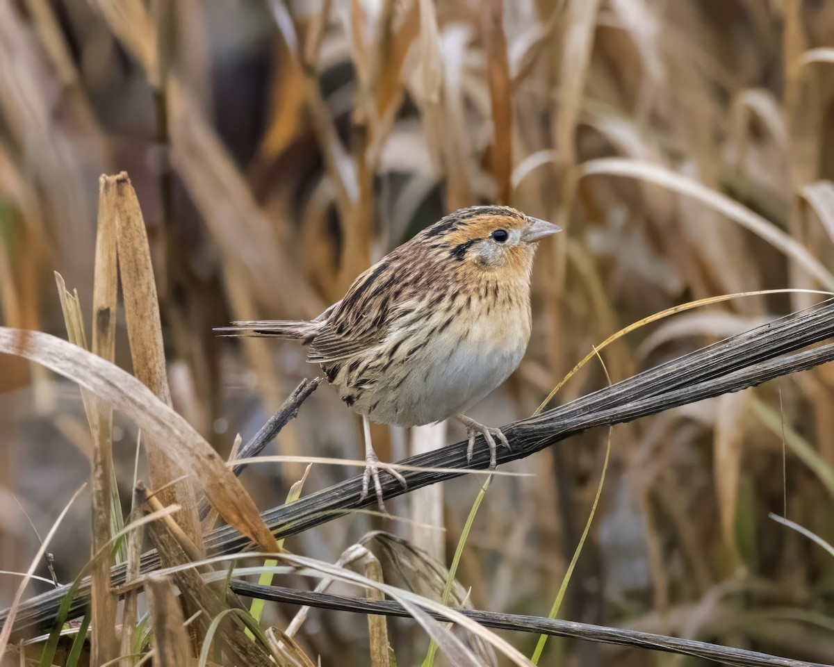 LeConte's Sparrow - ML613948456