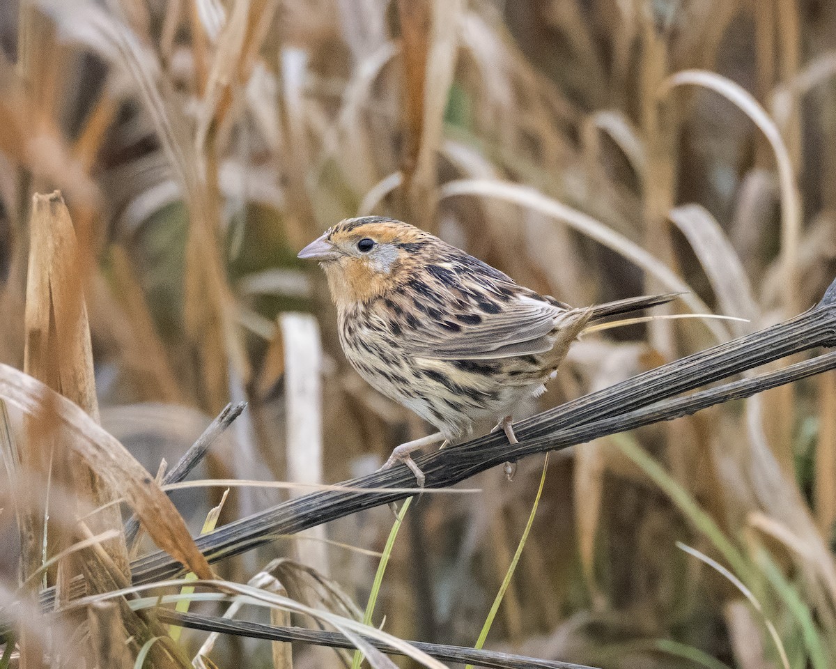 LeConte's Sparrow - ML613948457