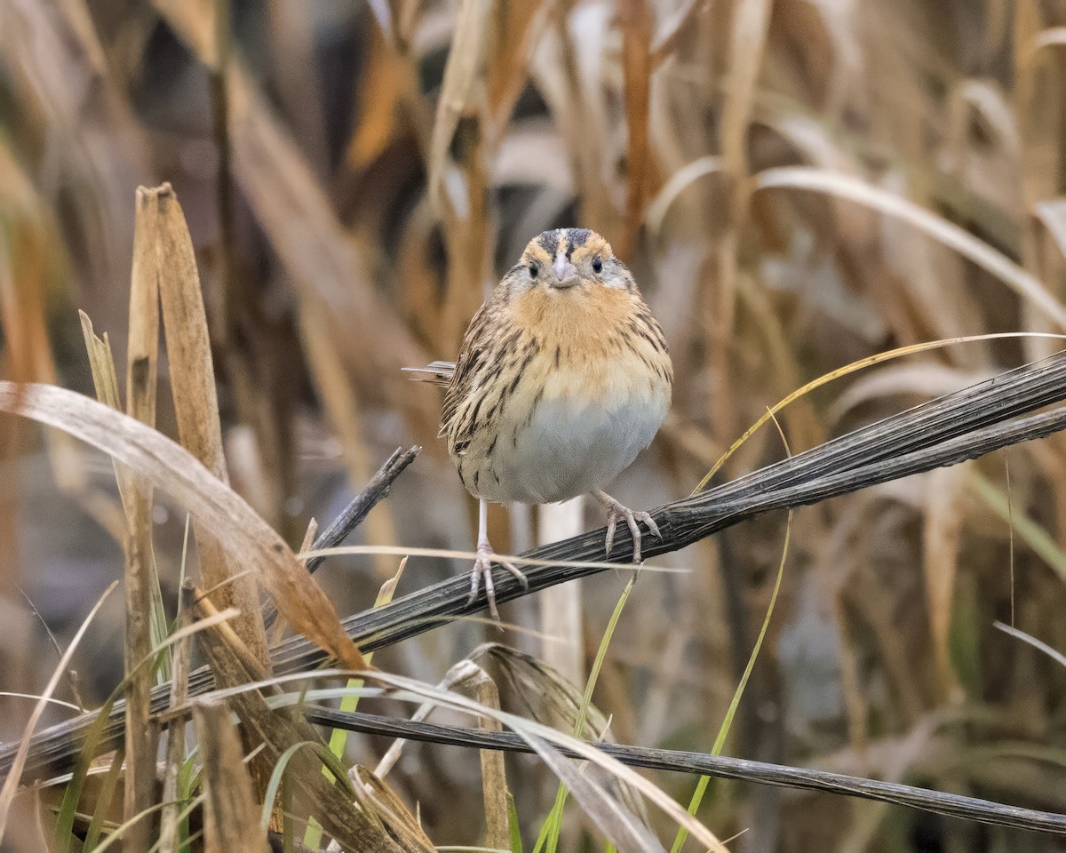 LeConte's Sparrow - Anonymous