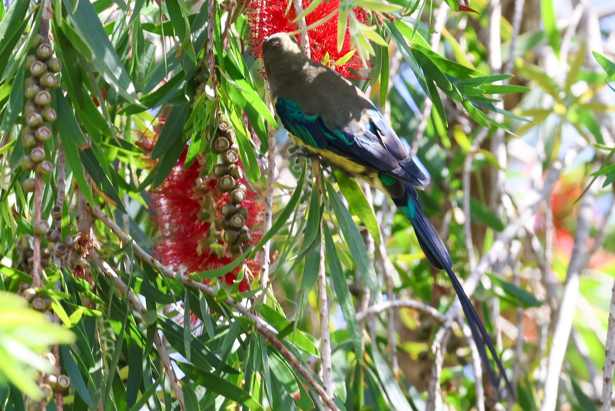 Malachite Sunbird - ML613948481