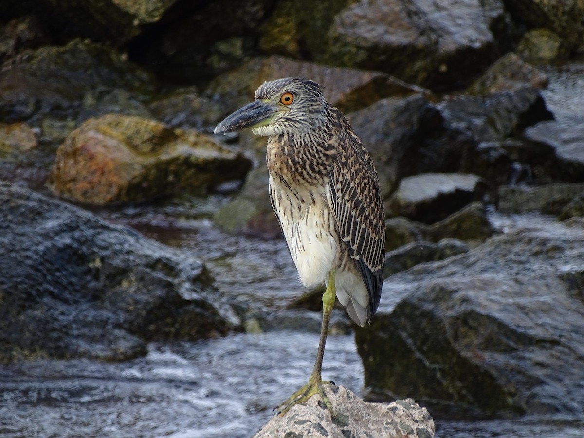 Yellow-crowned Night Heron - Graham Sorenson