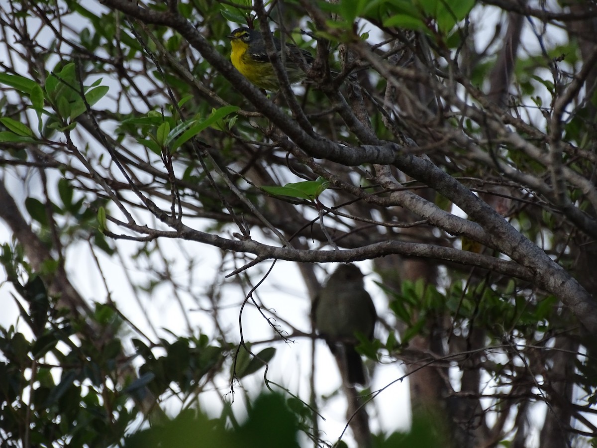 Adelaide's Warbler - ML613948535