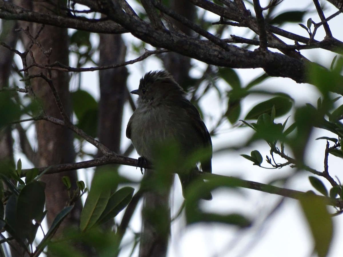 Caribbean Elaenia - ML613948536