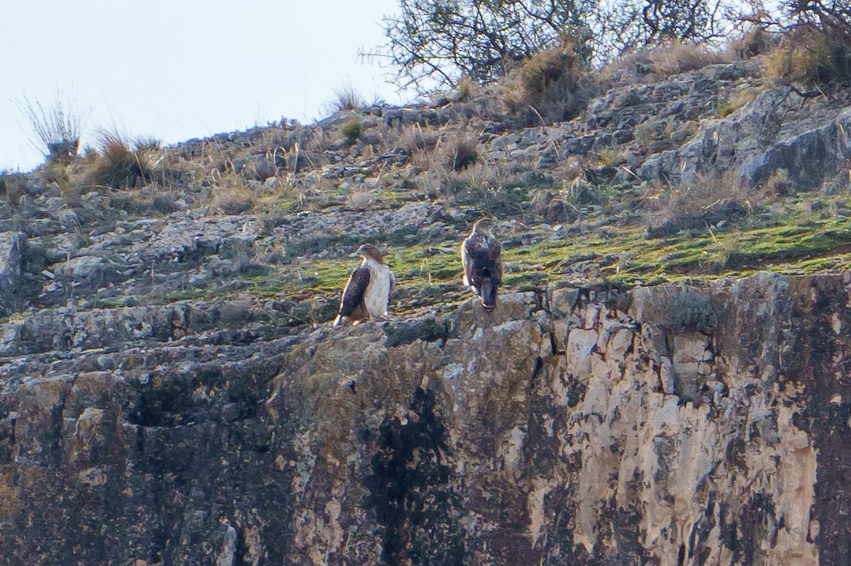 Bonelli's Eagle - Samuel Aunión Díaz