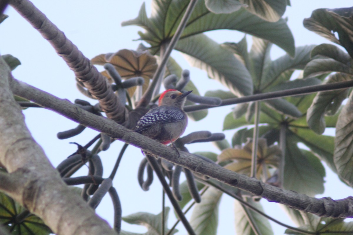 Yucatan Woodpecker - Carlos Javier Tec