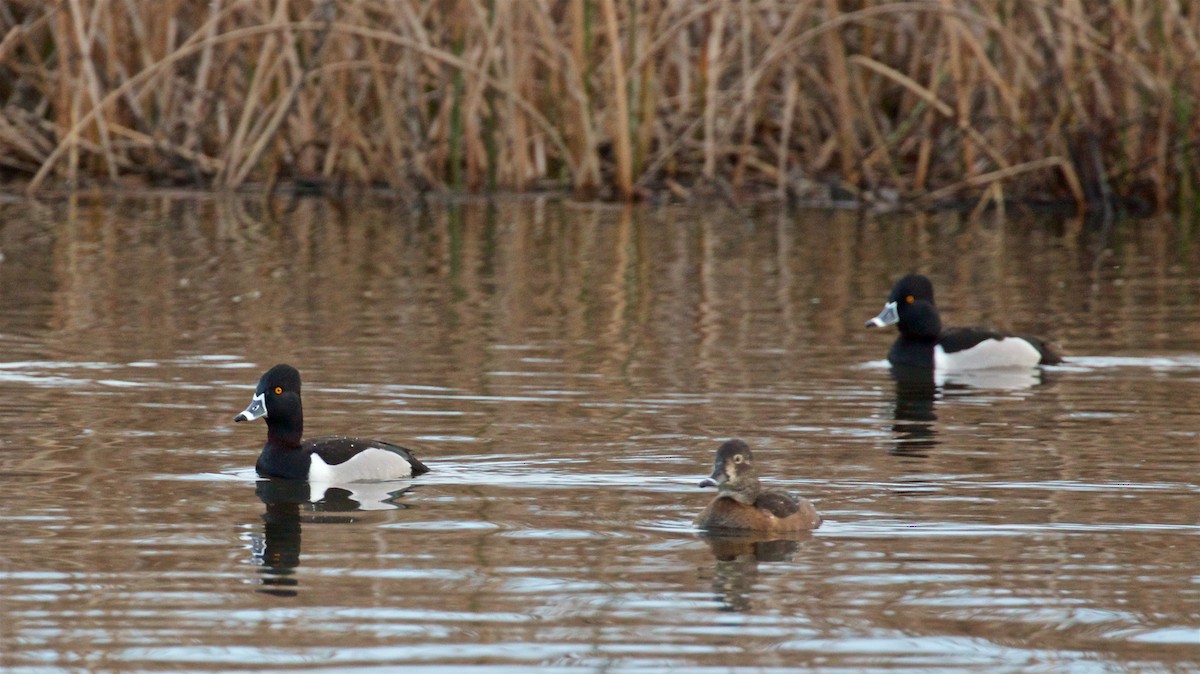 Ring-necked Duck - ML613948677