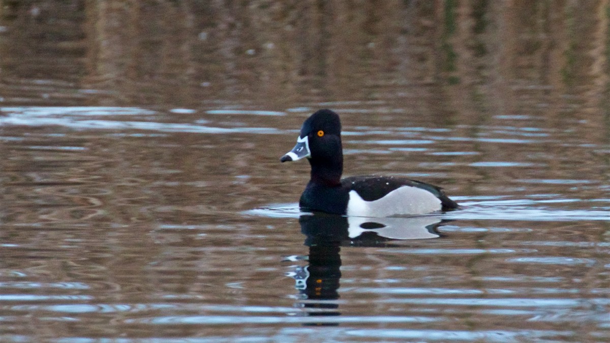 Ring-necked Duck - ML613948681