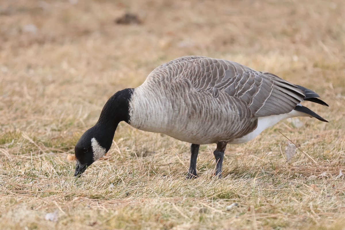 Cackling Goose - ML613948723