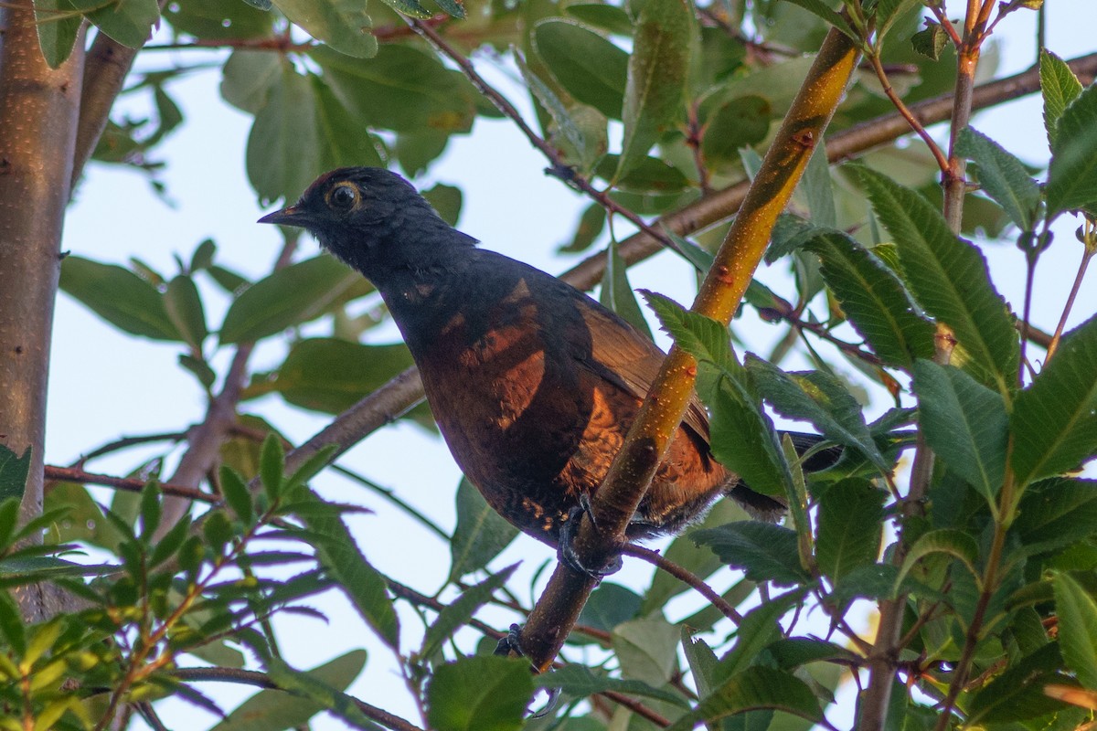 Schwarzkehltapaculo - ML613948810