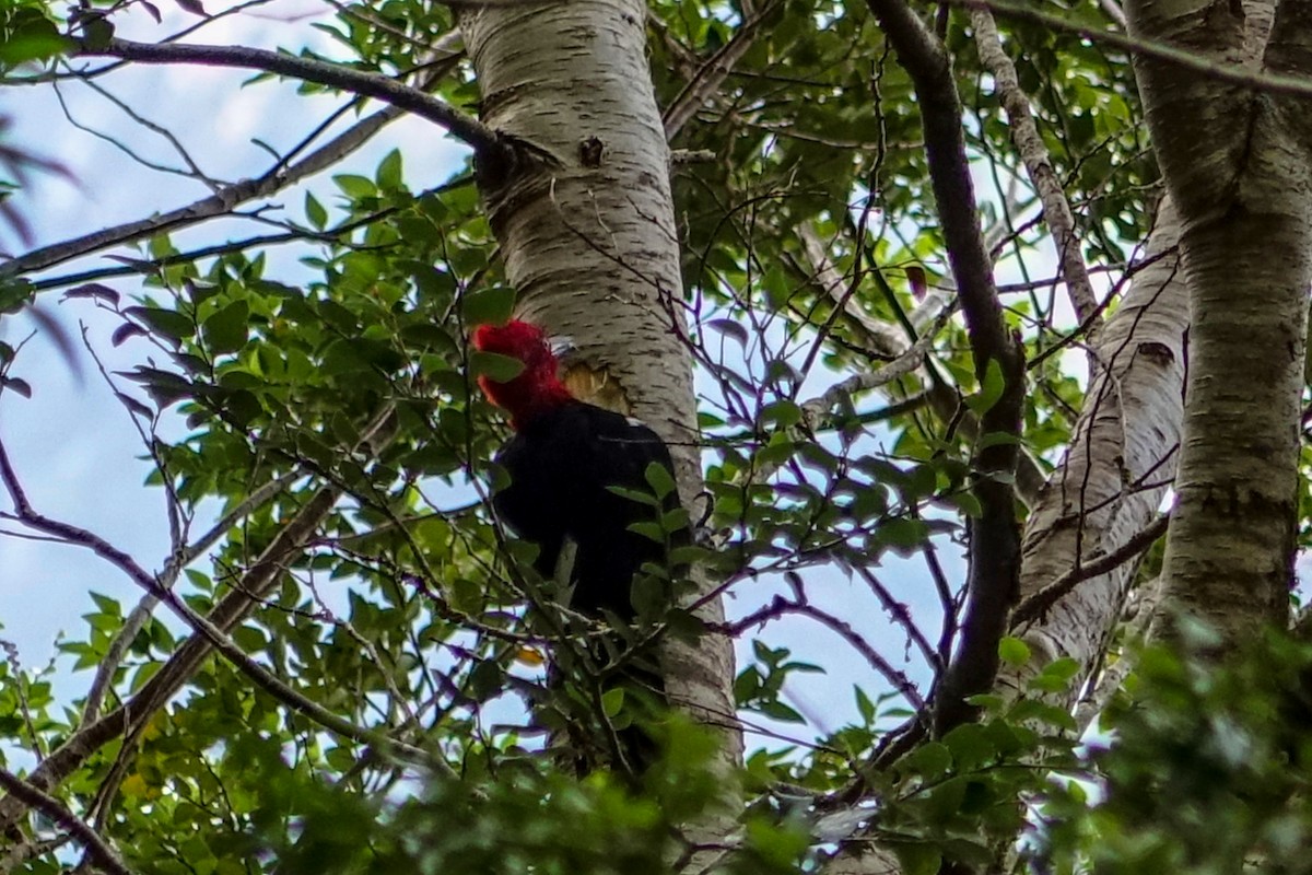 Magellanic Woodpecker - ML613948825