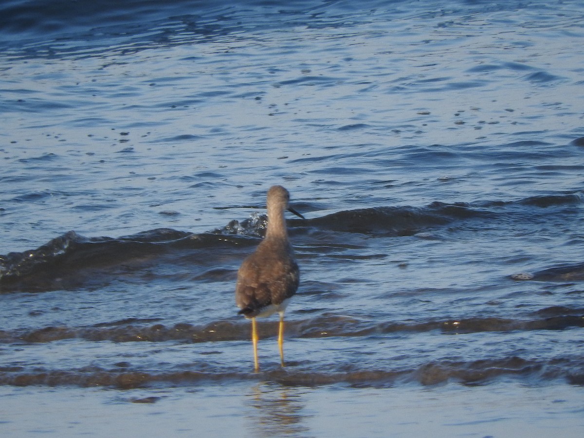 Greater Yellowlegs - ML613948908