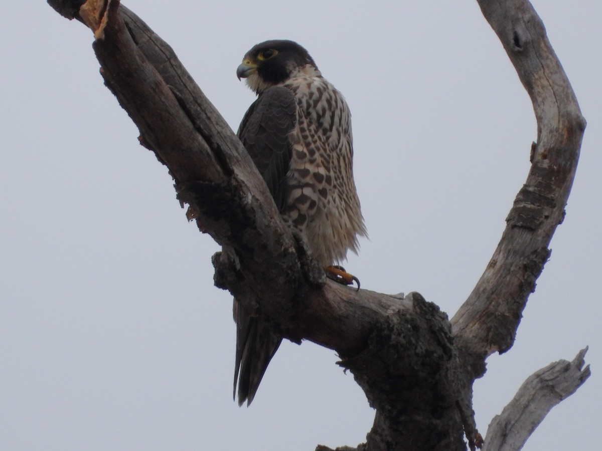 Halcón Peregrino - ML613948941