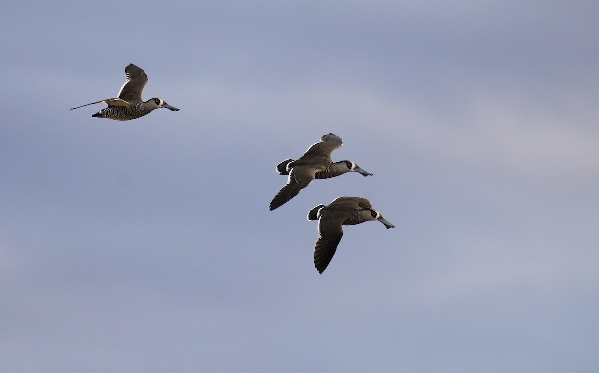 Pink-eared Duck - Laura Keene