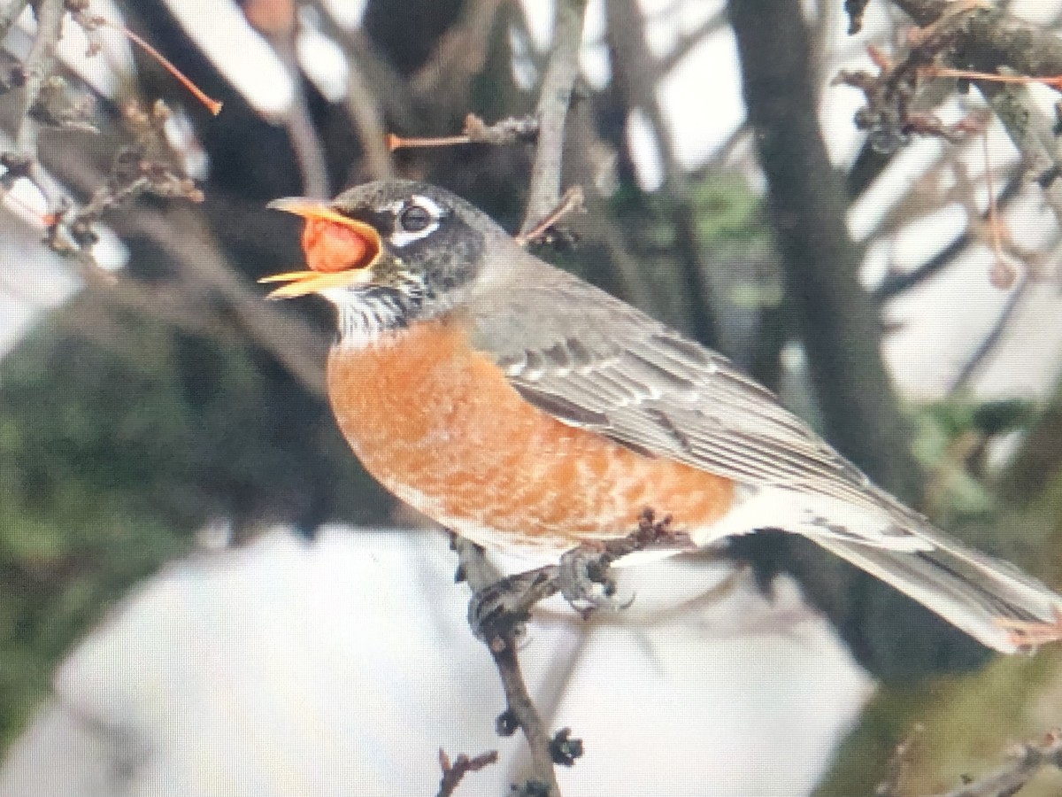 American Robin - ML613948971