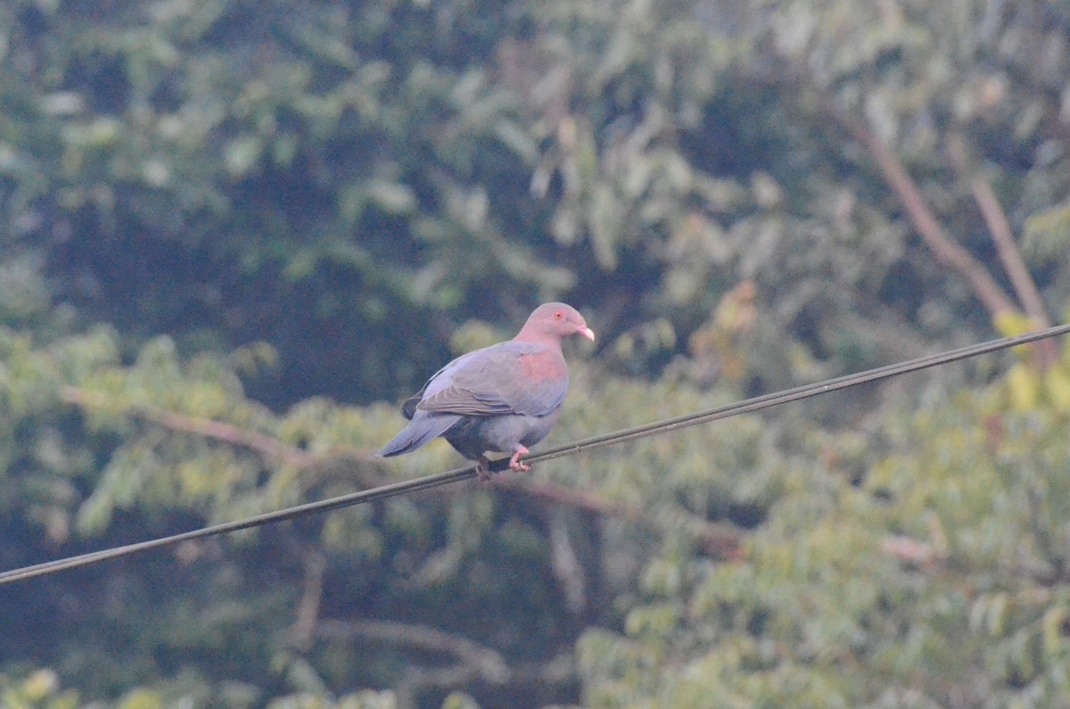 Pigeon à bec rouge - ML613948997