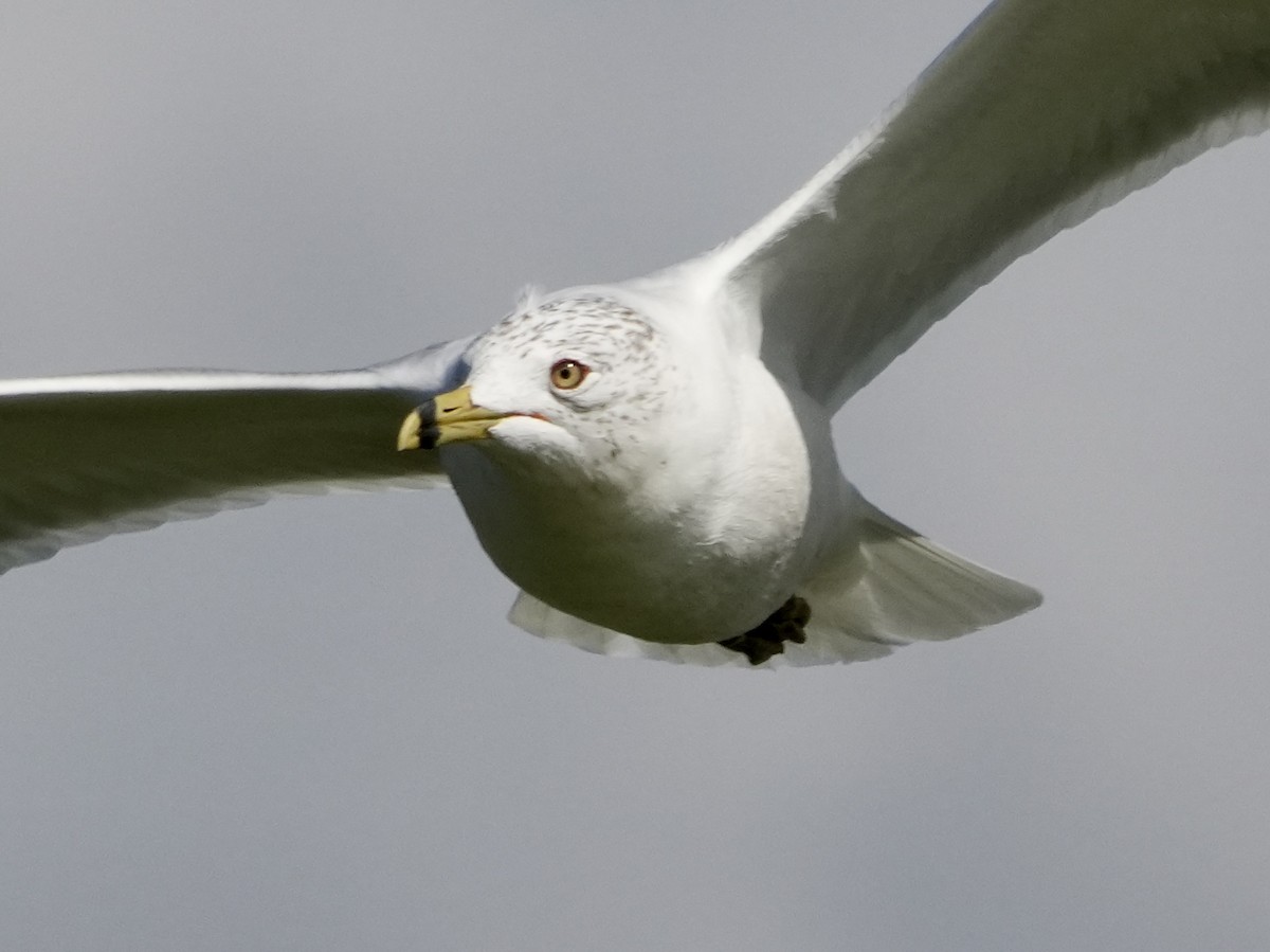 Ring-billed Gull - ML613949020