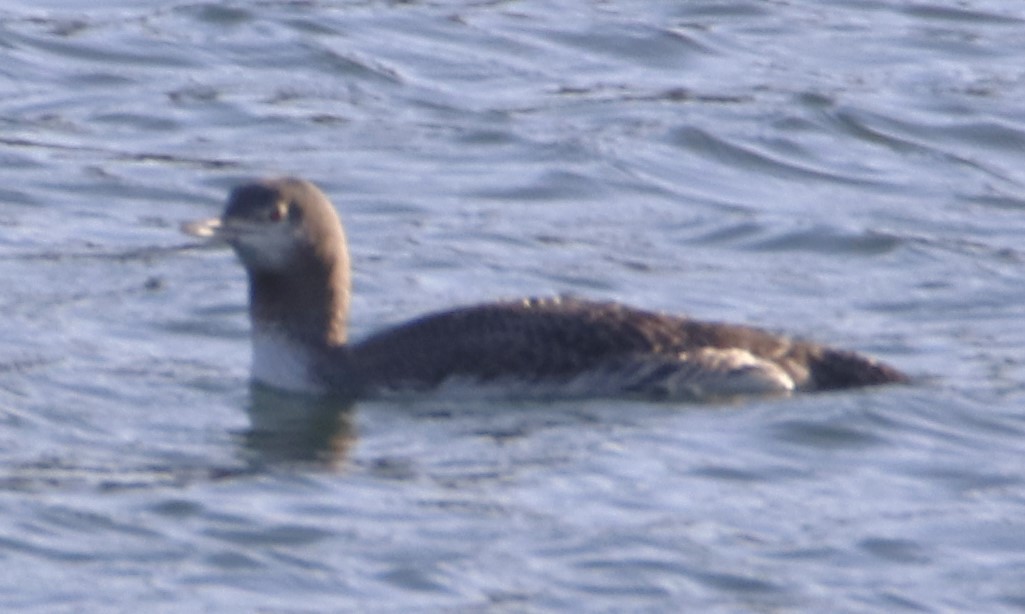 Red-throated Loon - ML613949045