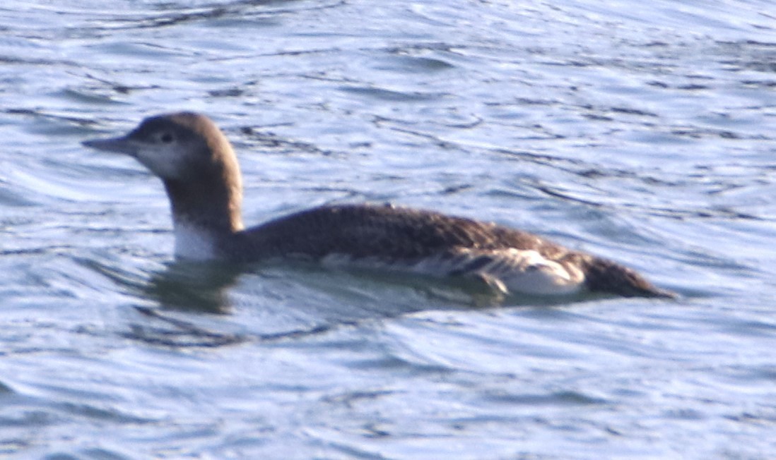 Red-throated Loon - ML613949046