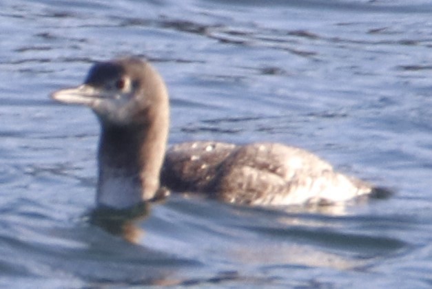 Red-throated Loon - ML613949047