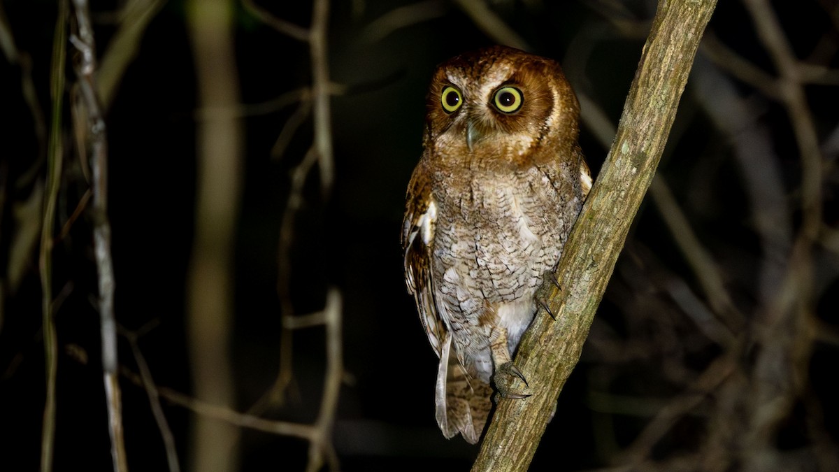 Middle American Screech-Owl (Middle American) - Ken Chamberlain