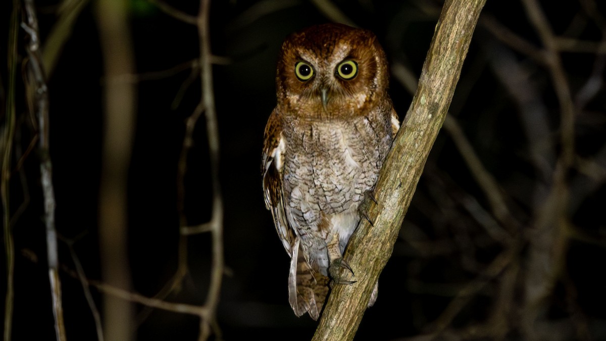 Middle American Screech-Owl (Middle American) - ML613949065