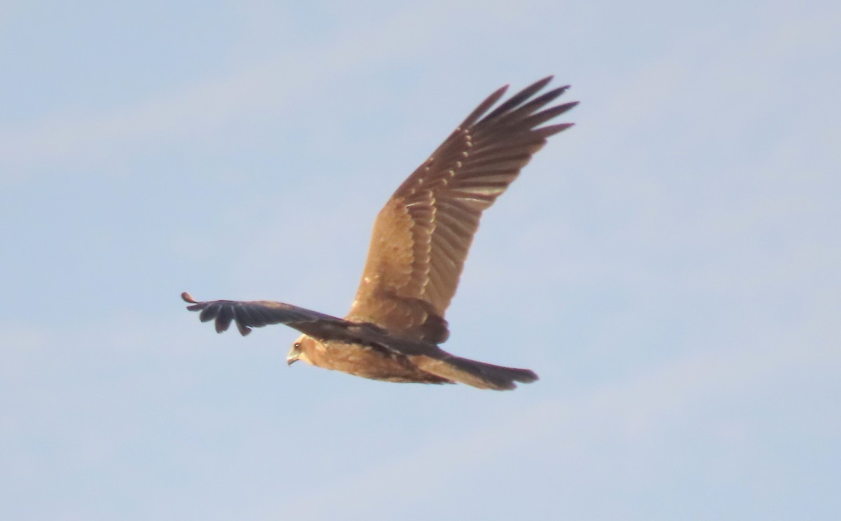 Western Marsh Harrier - ML613949079