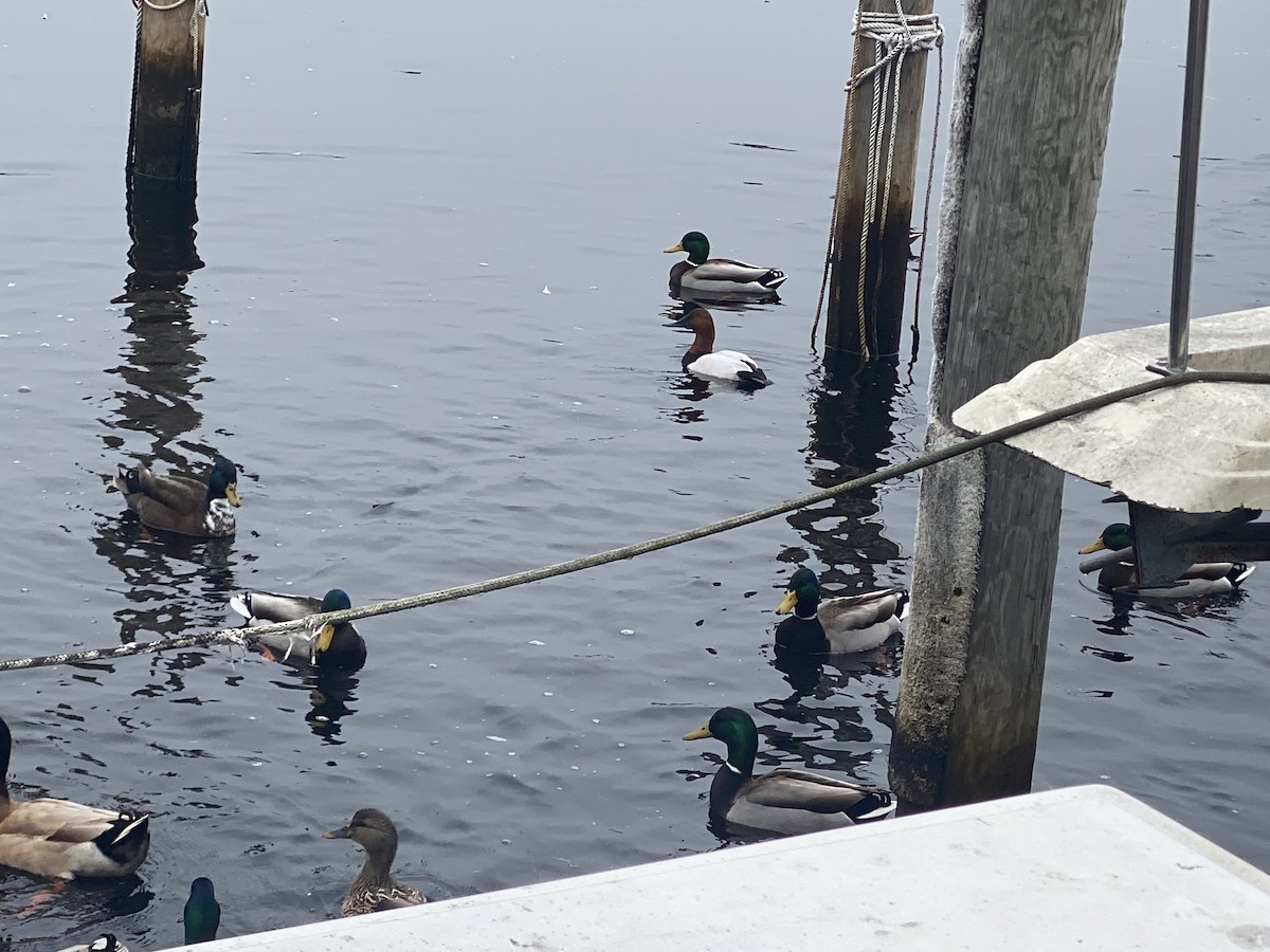 Canvasback - ML613949132