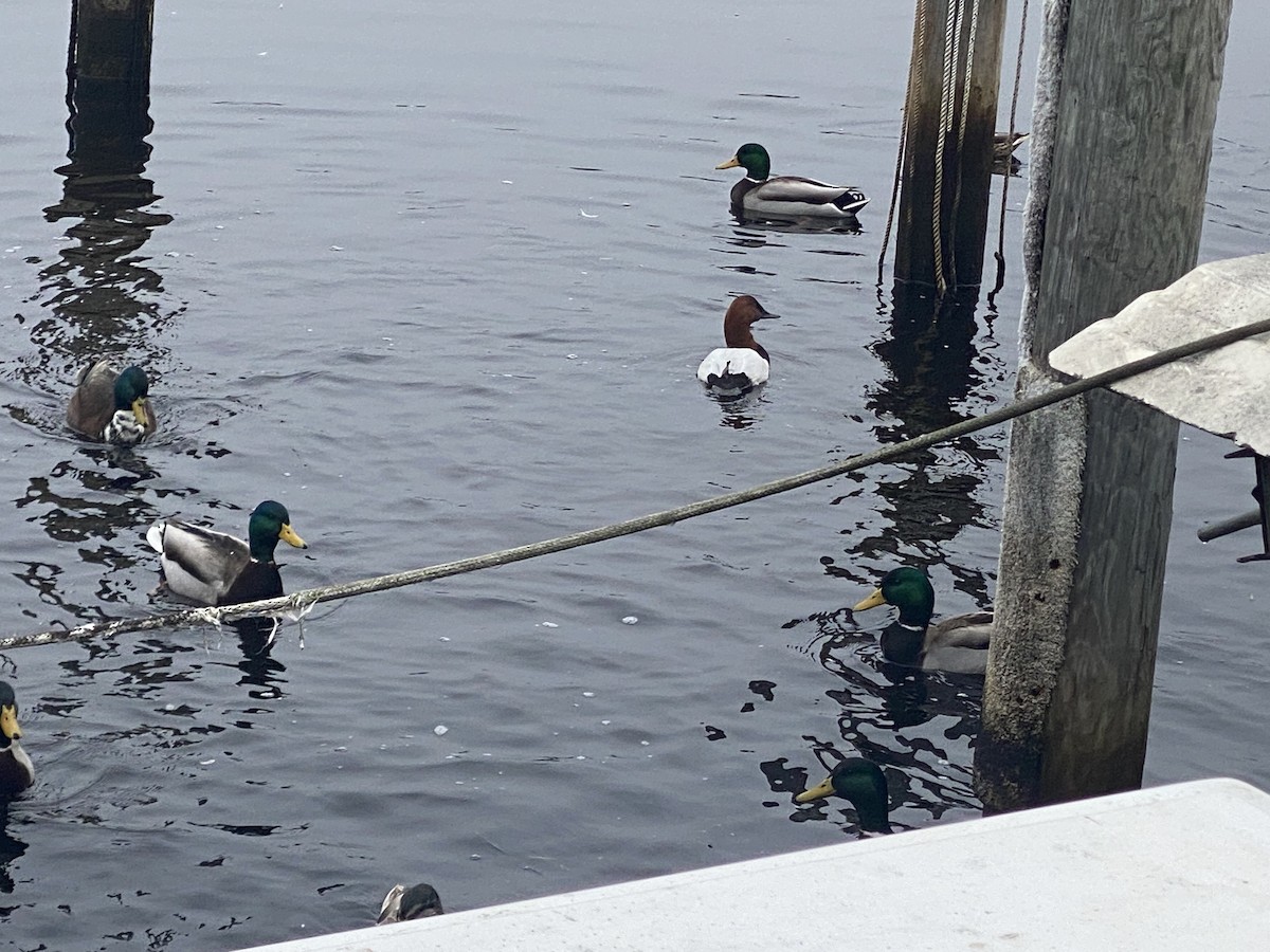 Canvasback - ML613949133