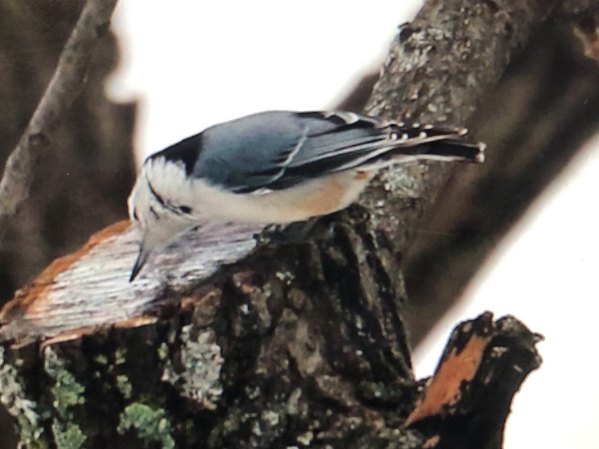 White-breasted Nuthatch - ML613949178